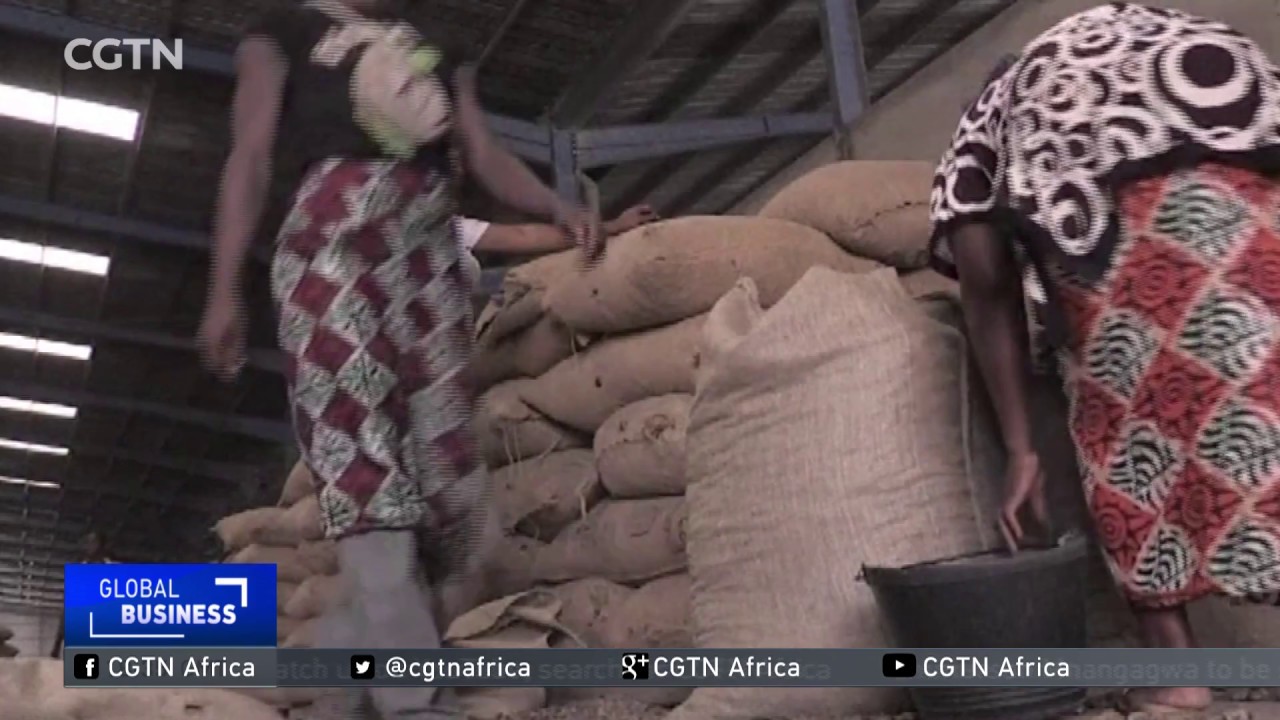 Guinean farmers reap the benefits of cashew nut exports
