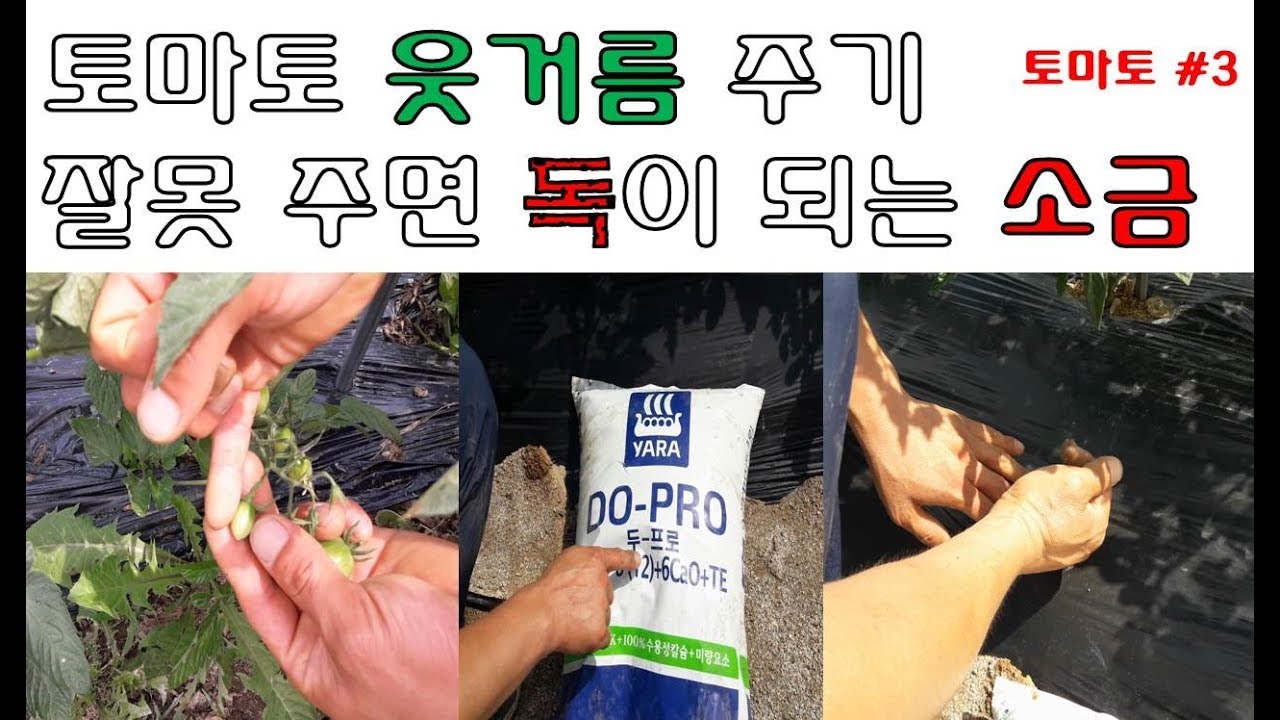 토마토 웃거름 주기, 잘못 주면 독이 되는 소금
