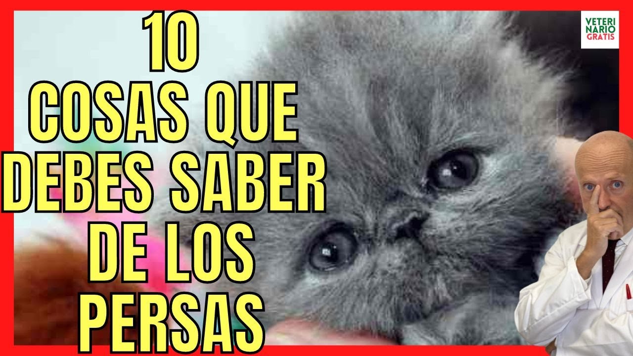 ¿CÓMO SON LOS GATOS PERSAS? 💝 10 COSAS Y CURIOSIDADES QUE NO SABES DE LOS GATOS PERSAS EXÓTICOS
