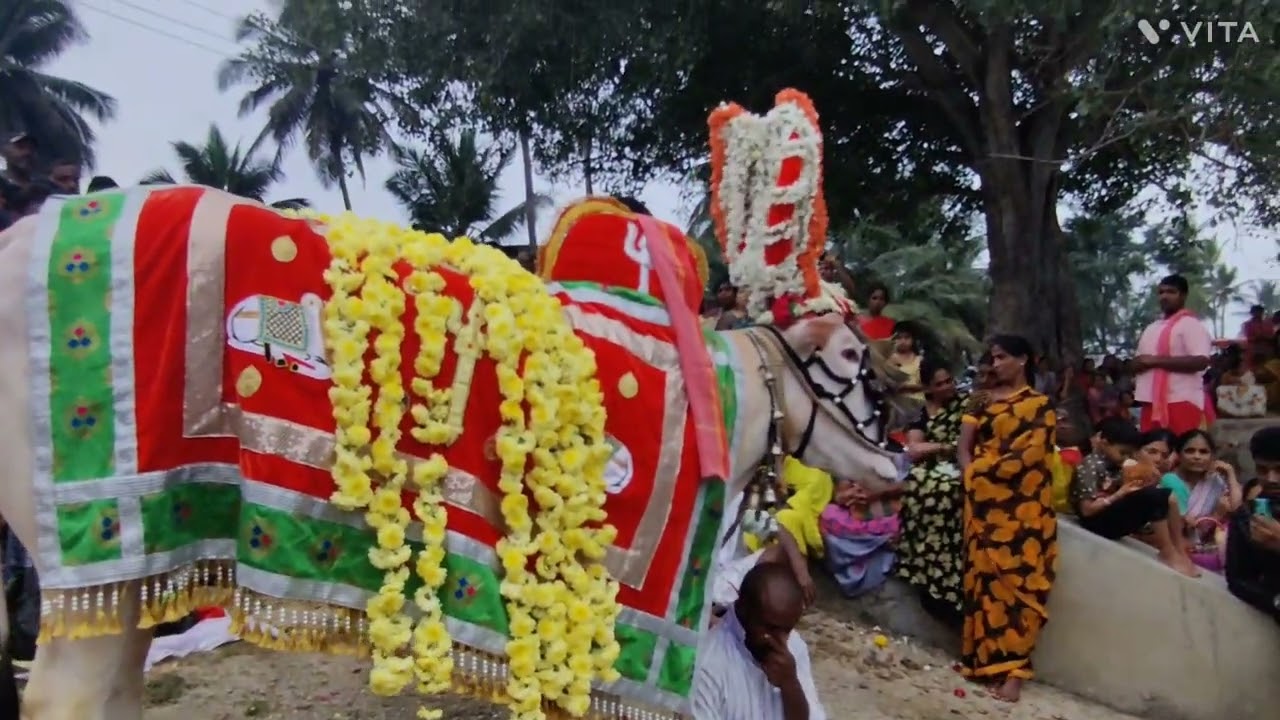 💐🙏🌺 ಮಾರಮ್ಮನ ಗುಡ್ಡದ ಪಡೆಯುವುದು ಅಥವಾ ಅರ್ಚಕರ ಆಯ್ಕೆ ಬೇವಿನ ಹಳ್ಳಿ ಟಿ ನರಸೀಪುರ ತಾಲೂಕ್ 🌹🌺💐🌺