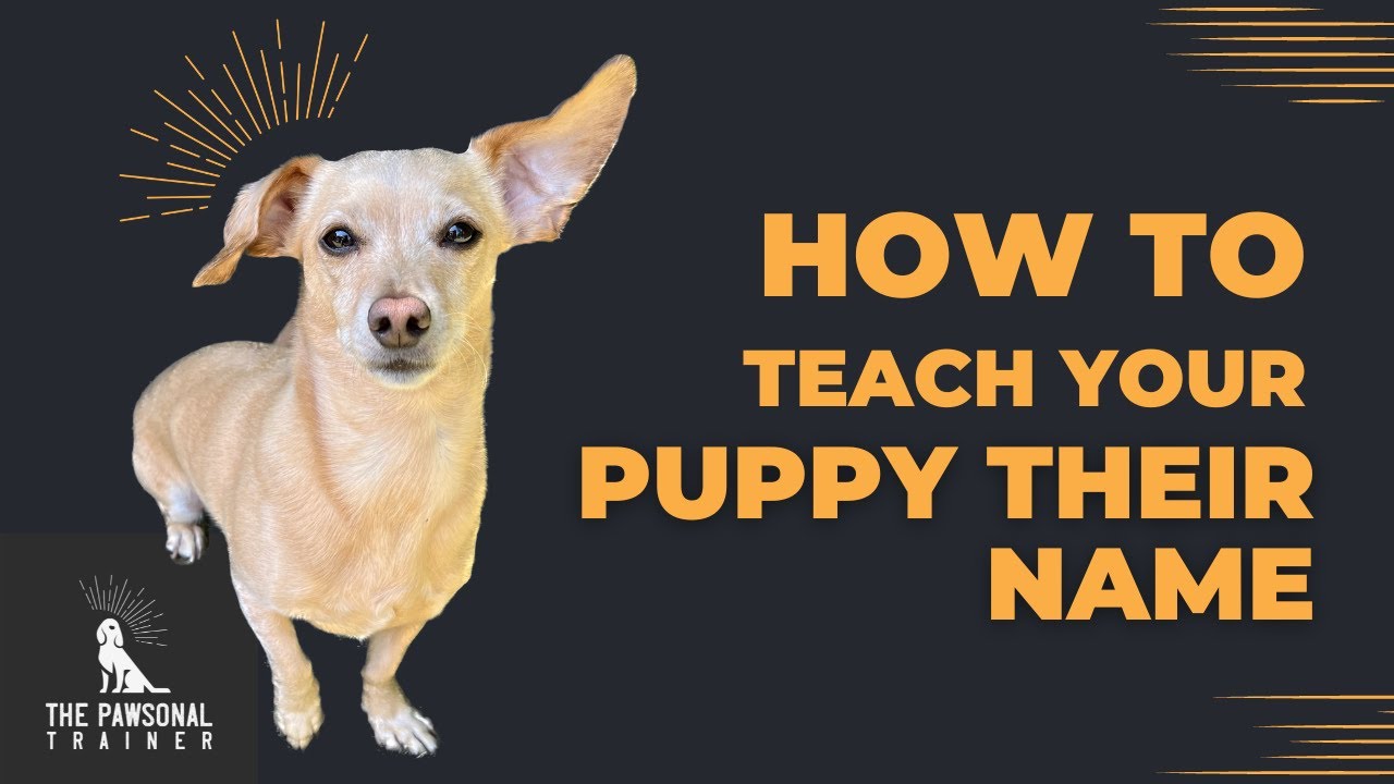 How to teach your dog their Name