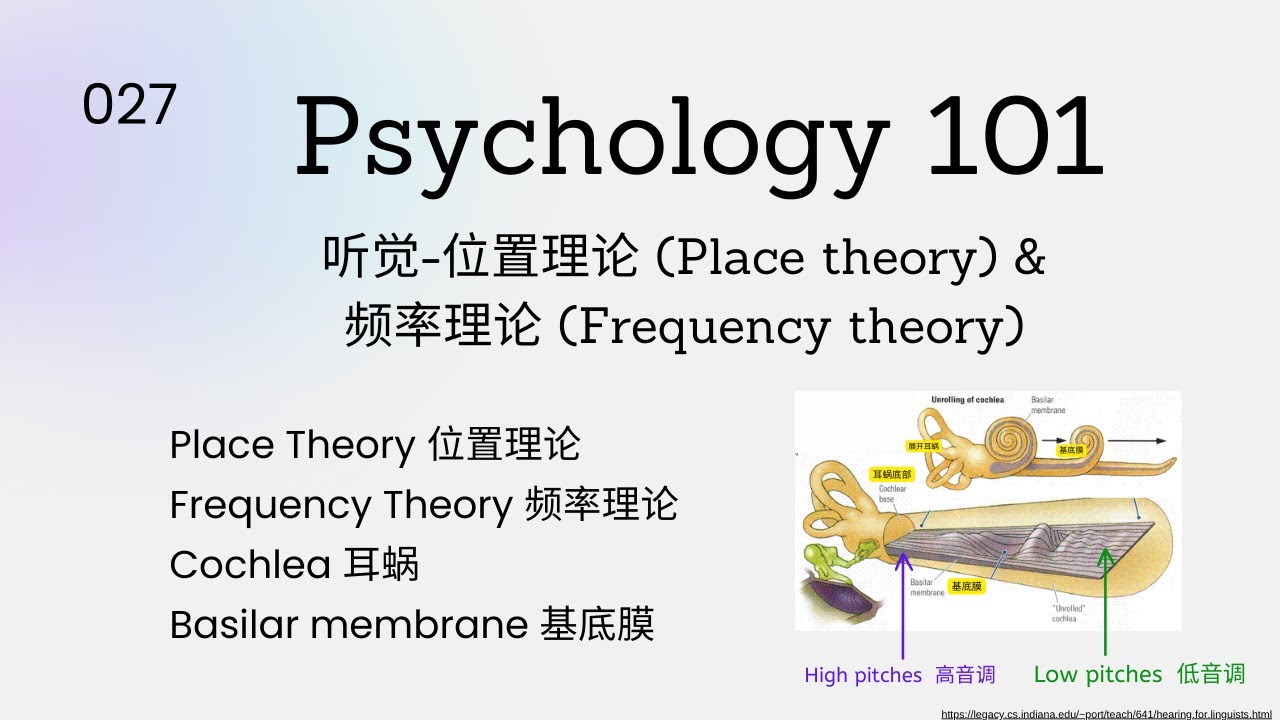 Psychology101|听觉 - 位置理论 (Place Theory) 和频率理论 (Frequency Theory)