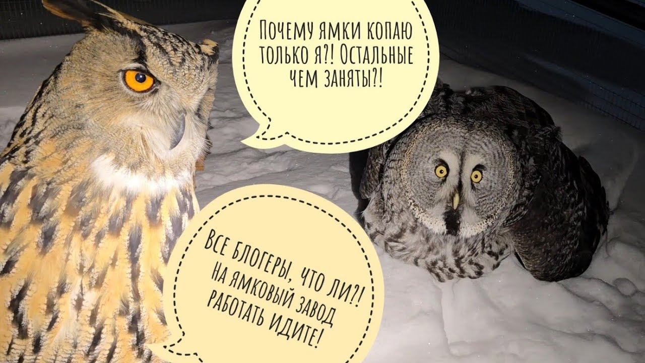 Как дела у совы Кофи. Филин Ёль тащит подушку и немного ужинает. Огненный закат серого дня
