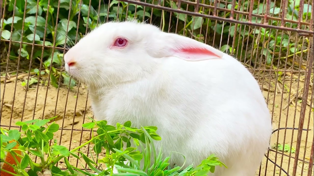 Beautiful Animal Sounds (Rabbit) | Rabbit Sounds Effects #rabbit#74#rabbitrescue 