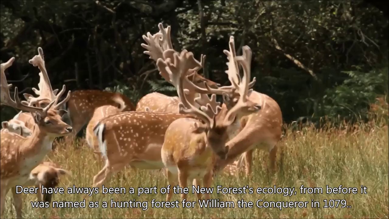 Deer in the New Forest