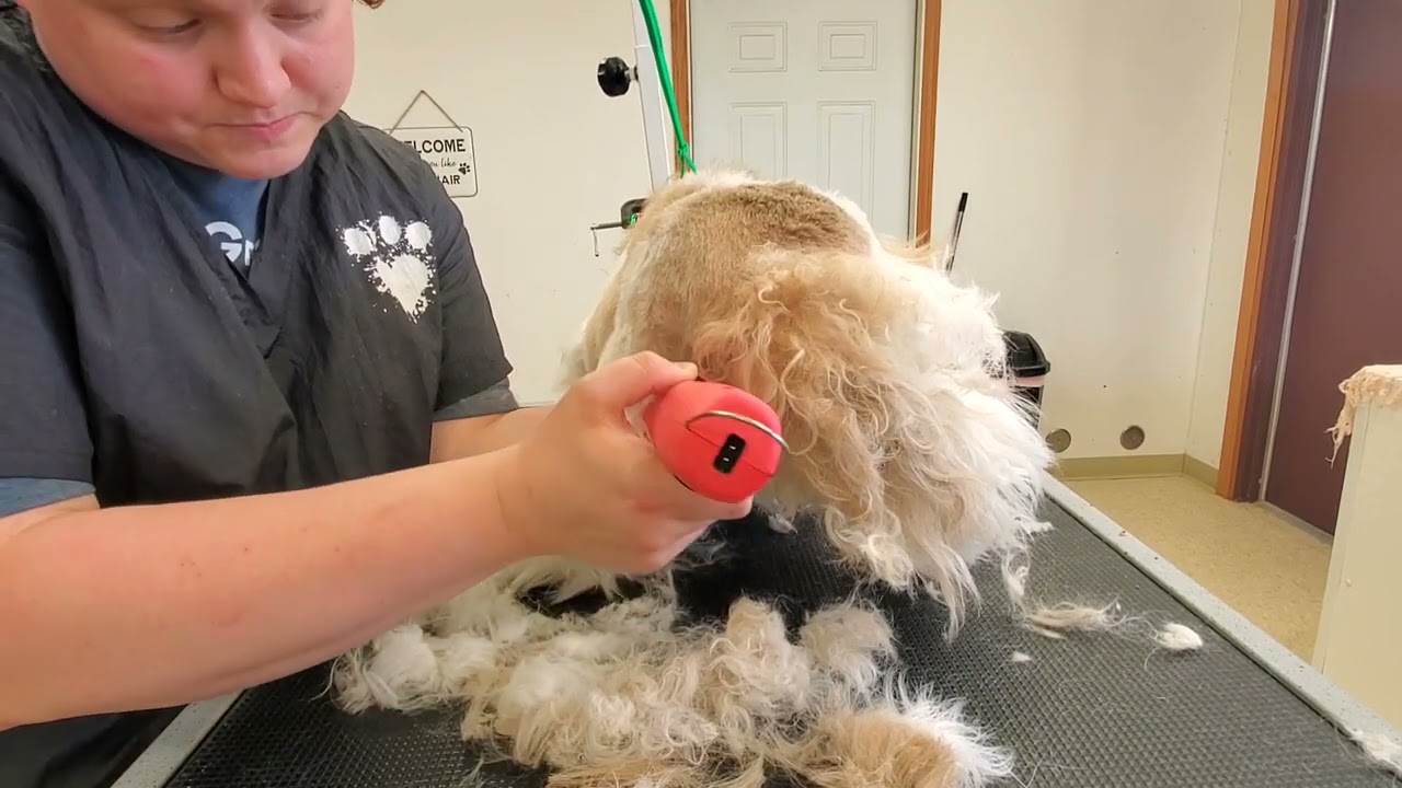 Grooming a Lhasa That Doesn't Like Being Groomed
