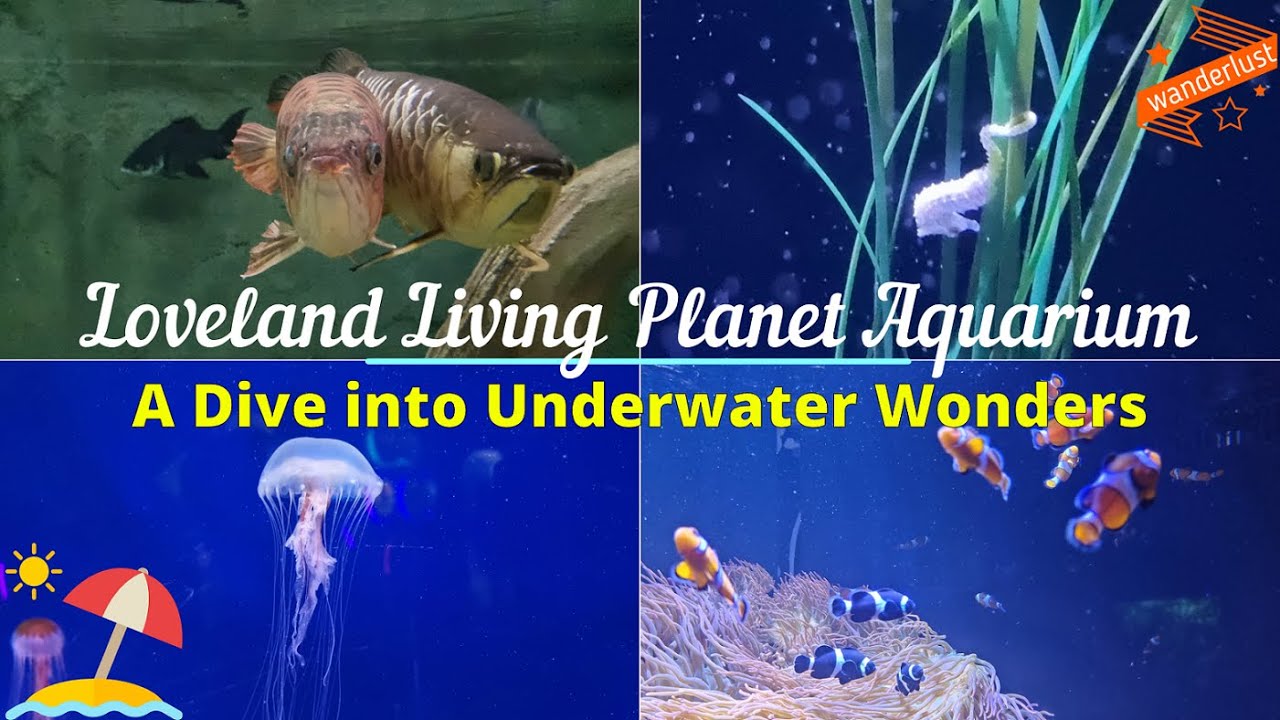 Exploring the Wonders of Loveland Living Planet Aquarium| A Dive into Underwater Wonders | Utah | 4K