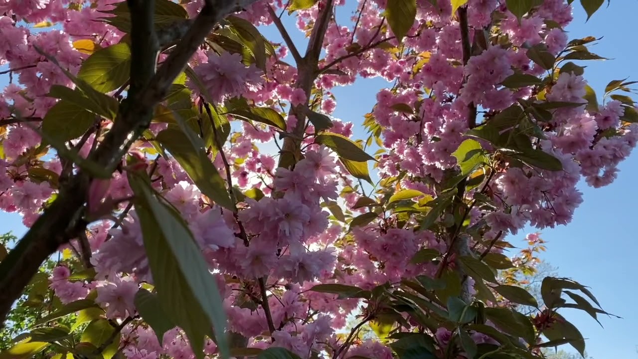 Calm Alternativ - take your time 桜の花 - fieldmugwort