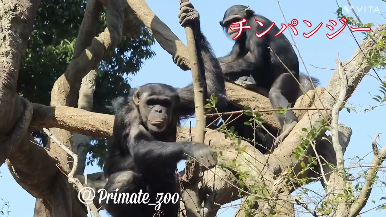 ズーラシア散歩