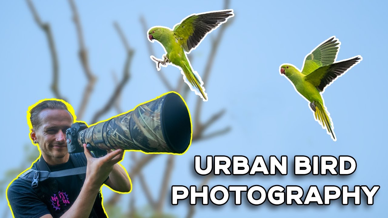 Bird Photography In An Inner City Nature Reserve? - RSPB Sandwell Valley
