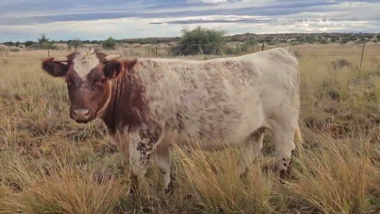 Intensive Grazing Arid Pasture