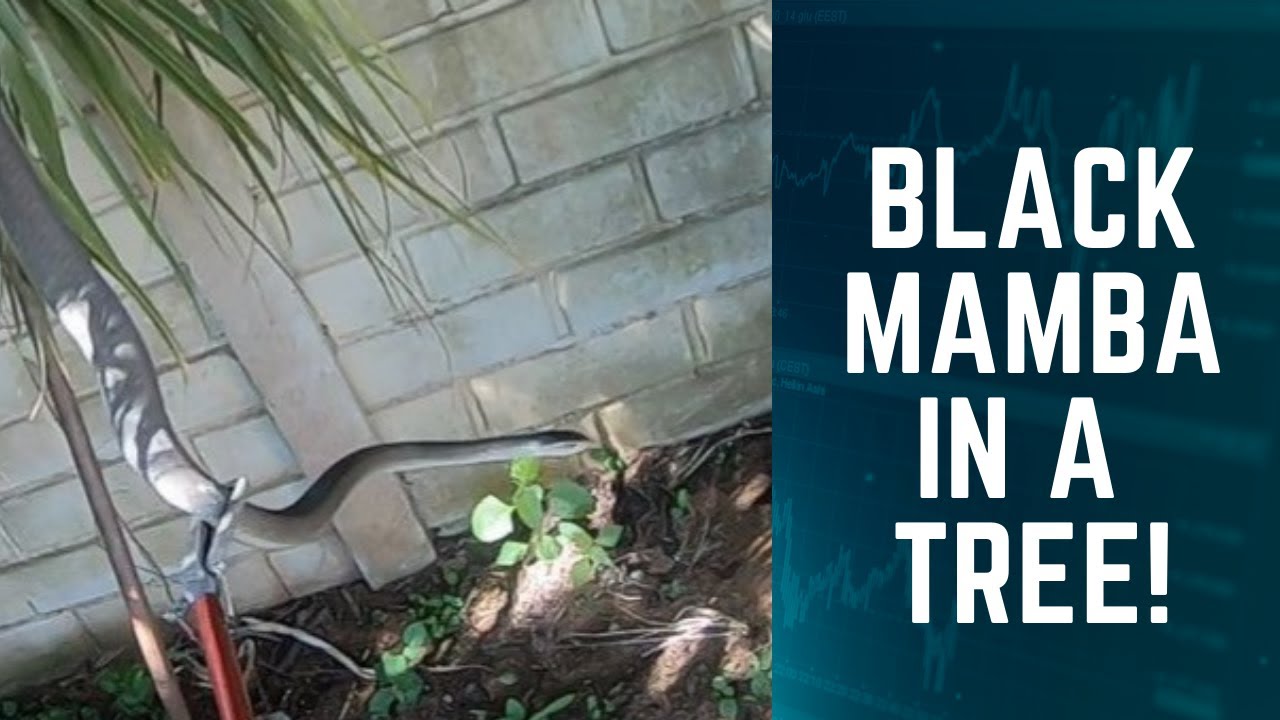 BLACK MAMBA IN A TREE