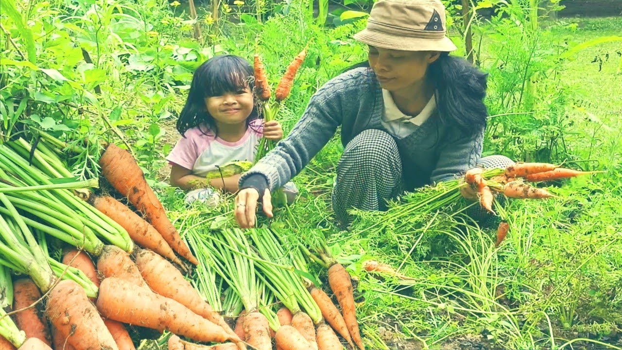 berkebun, panen wortel & kacang panjang||tidak ada ikan sayur pun bisa jadi lauk.