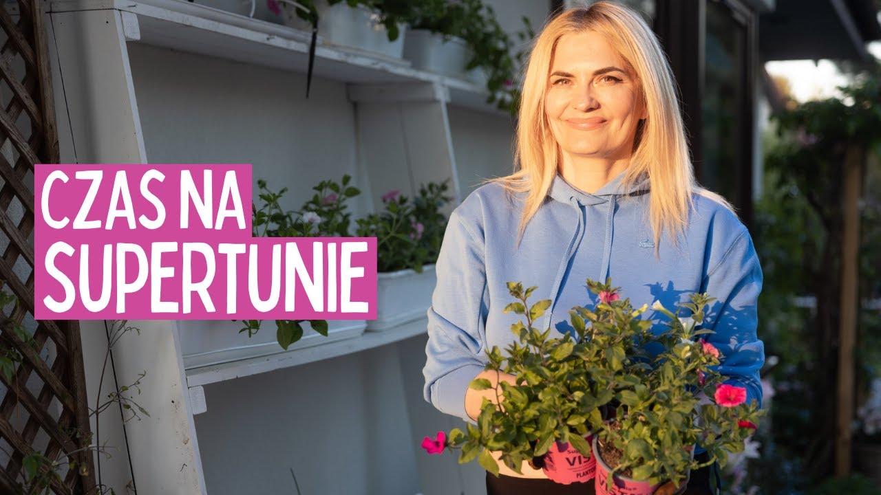 SUPERTUNIE - czas stworzyć ścianę z kwiatów na moim tarasie! Jak sadzić, pielęgnacja, odmiany.