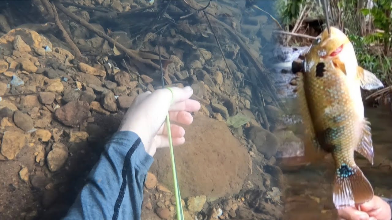 Pesca de Mojarra Corrientera en Arroyo Cristalino con Varilla#223 