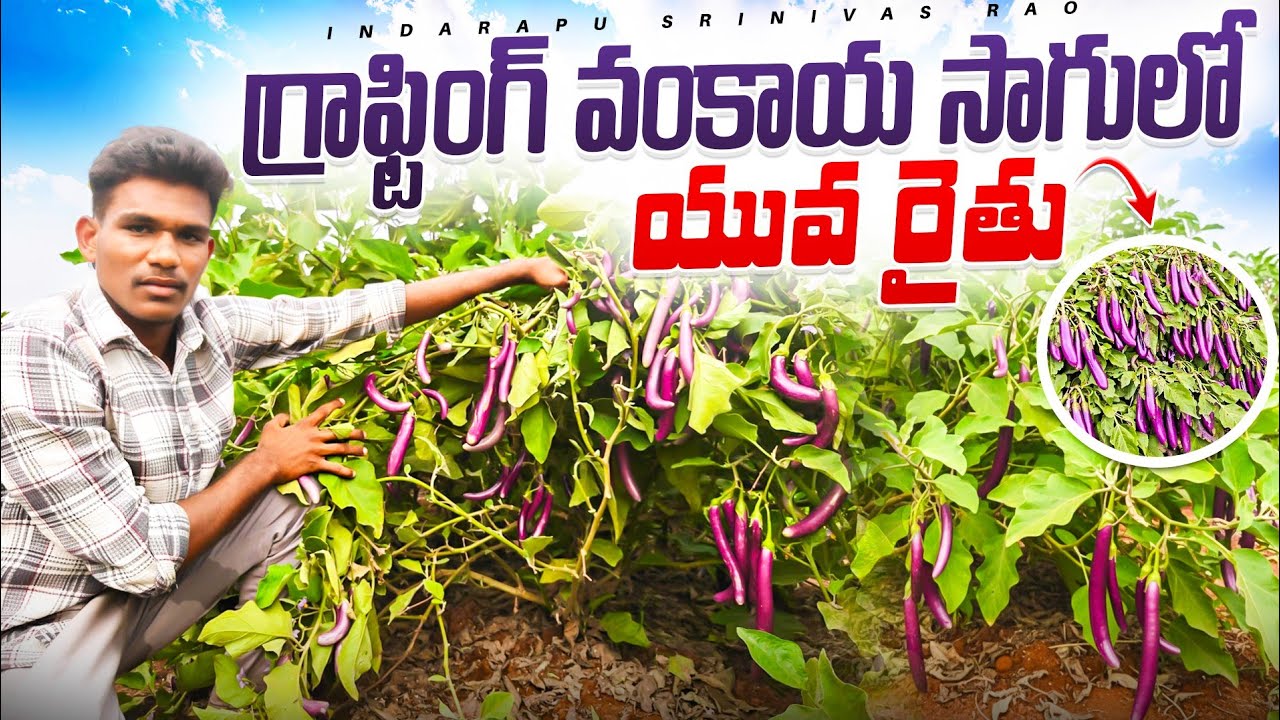 Graphting Brinjal Tomato Cultivation In Telugu  || అంటు  వంకాయ  సాగు.