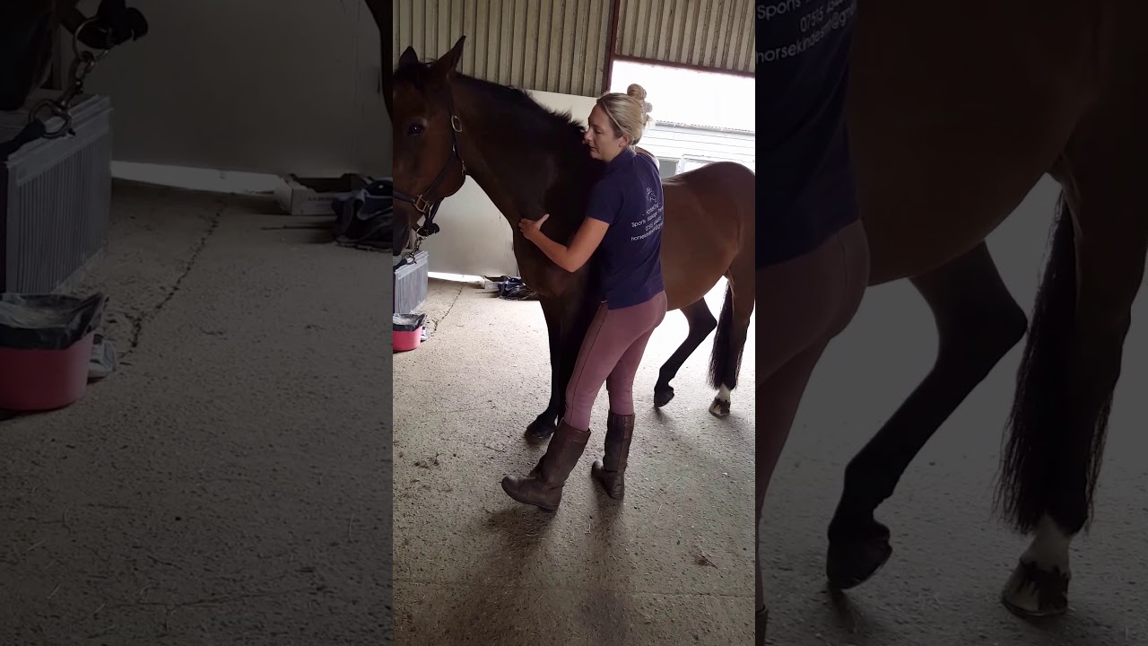 Equine Sports Massage - short demo to music