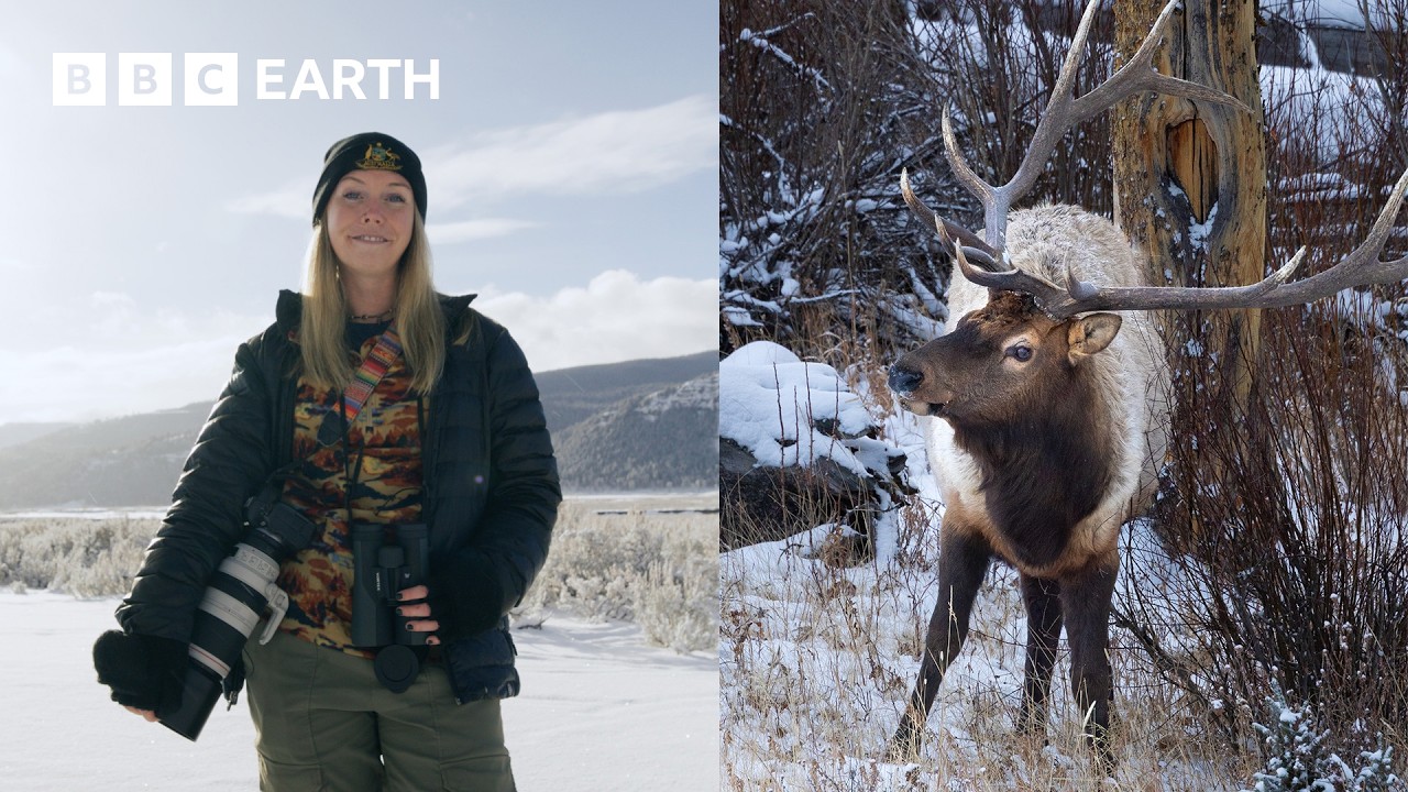 Photographing the Vast Wildlife of Yellowstone | Framed In Nature | BBC Earth