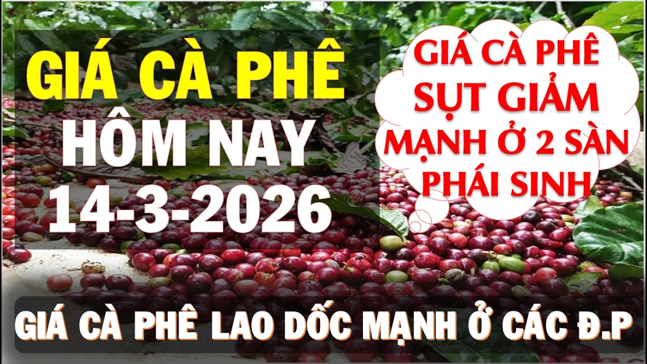 Giá cà phê hôm nay ngày 14/3/2026|Giá cà phê LAO DỐC mạnh vì sao thế?