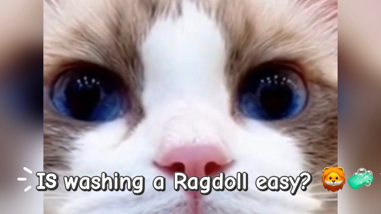 CAT SELF-CLEANING! 🧼 Miumiu's Year of the Horse Spa Day | 5 Essential Bath Tips #catboss #ragdoll 