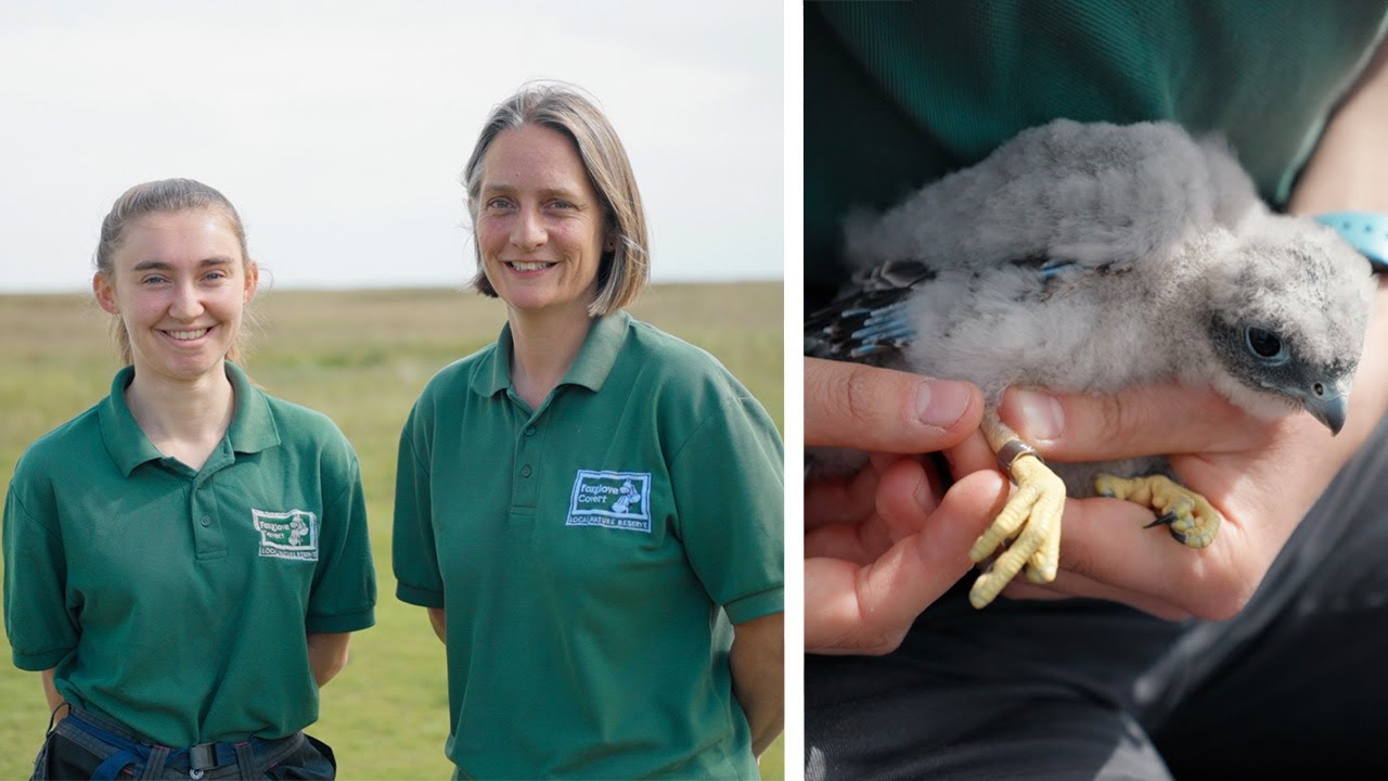 Gamekeepers and Birds of Prey: Ringing Merlin on a Grouse Moor