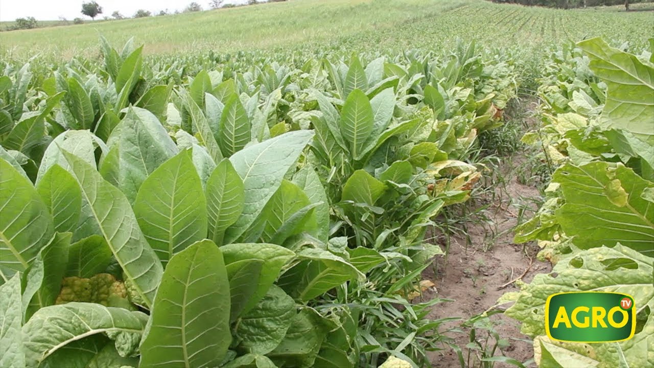 Norte argentino: I+D para potenciar al cultivo de tabaco (#746 2017-11-18)