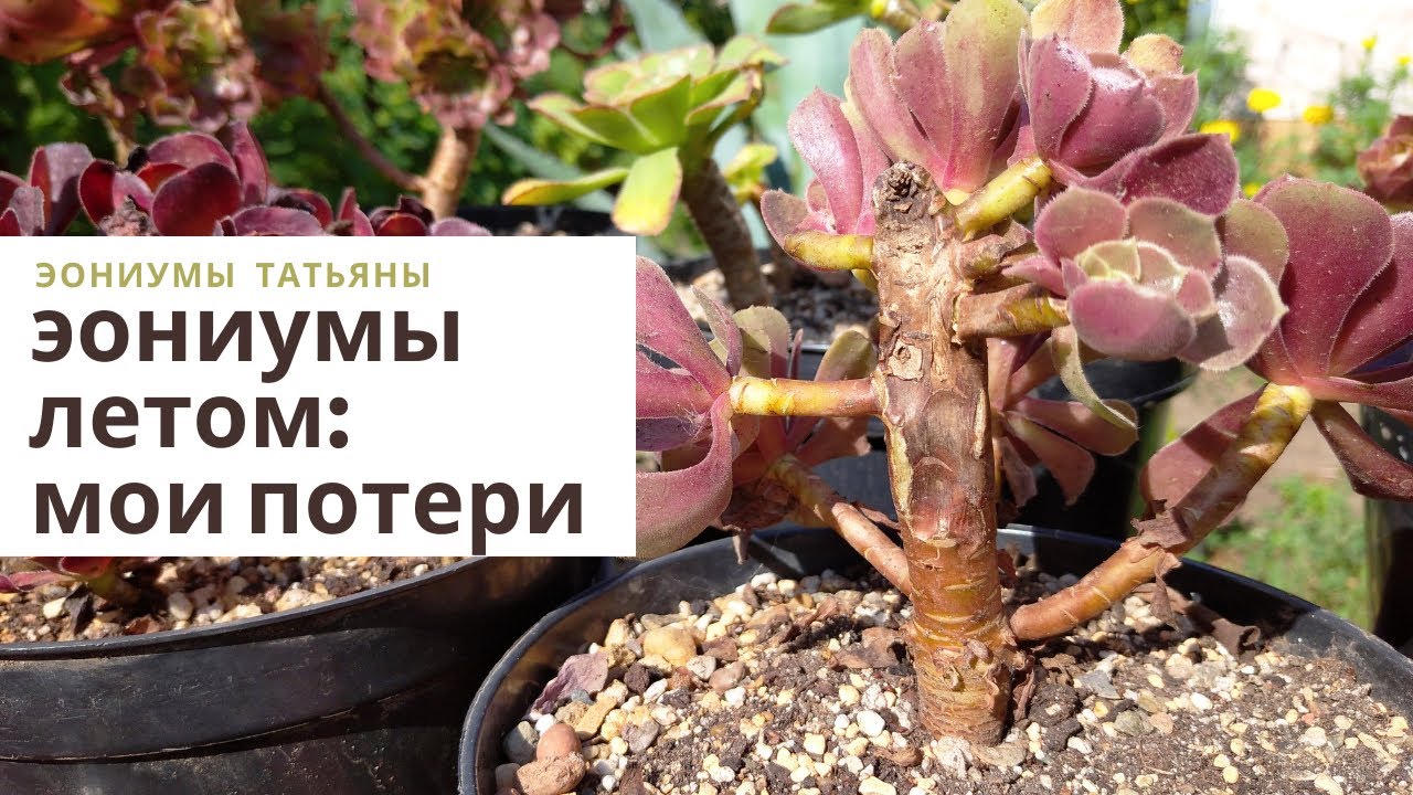 Эониумы летом: мои потери