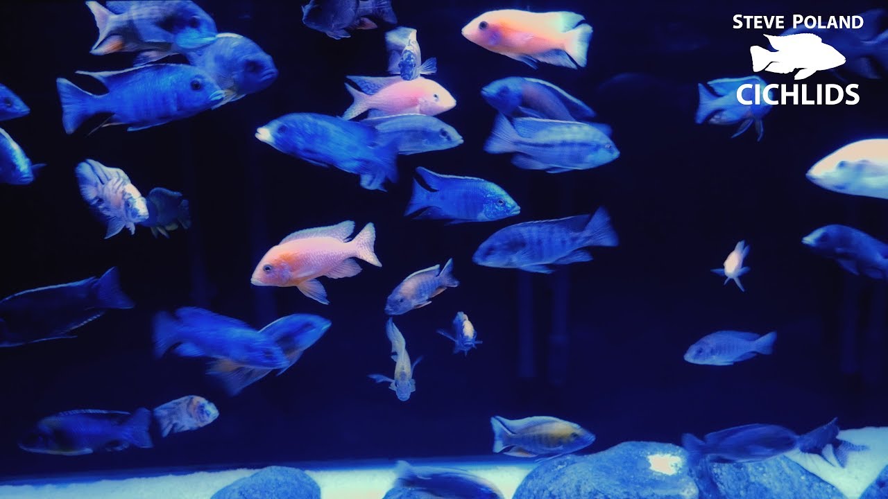 Fishroom Update September 19, 2017