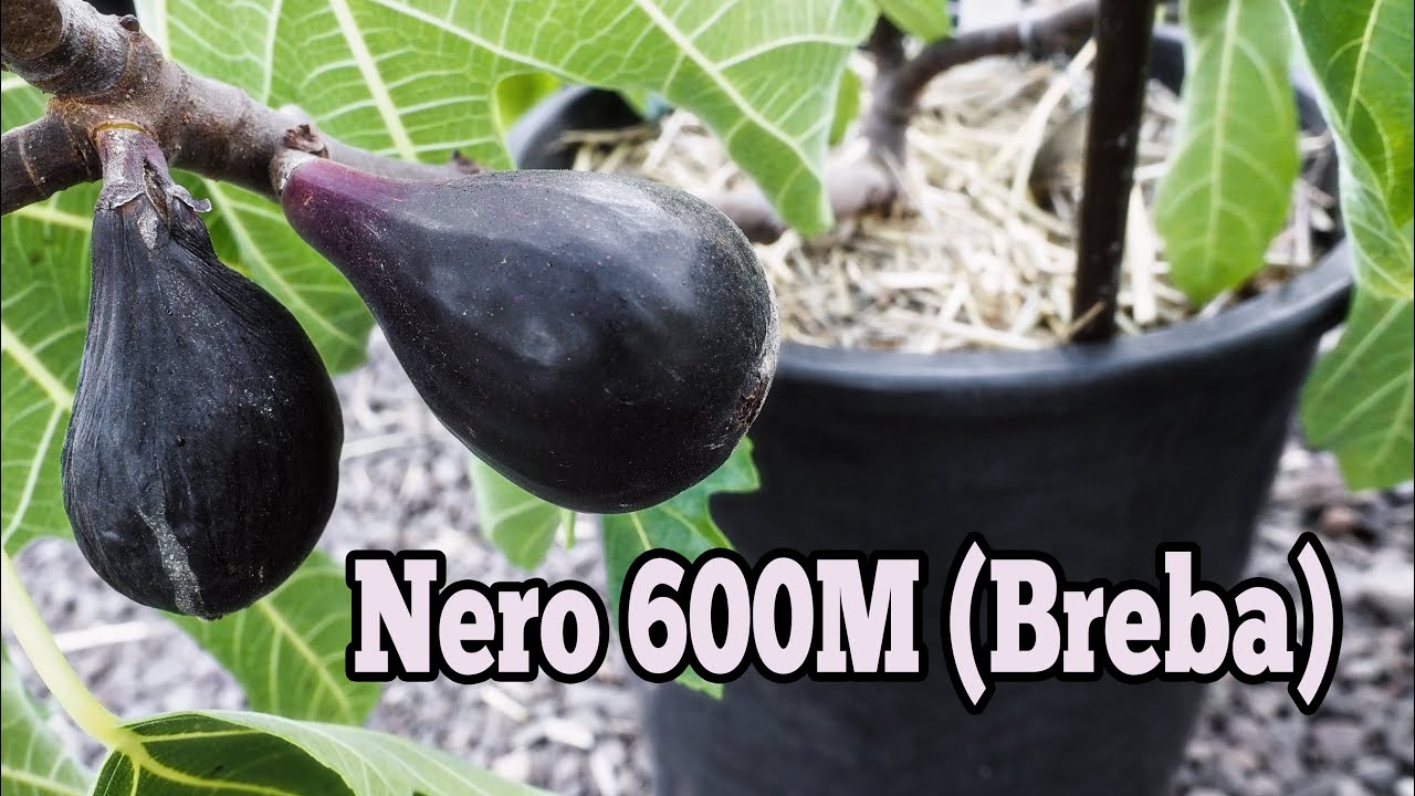 Nero 600m Breba Fig Tasting