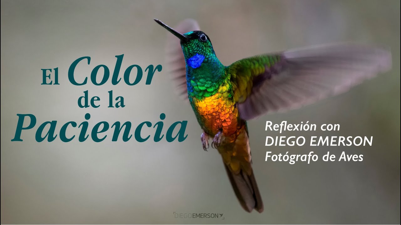 El color de la paciencia -Reflexión