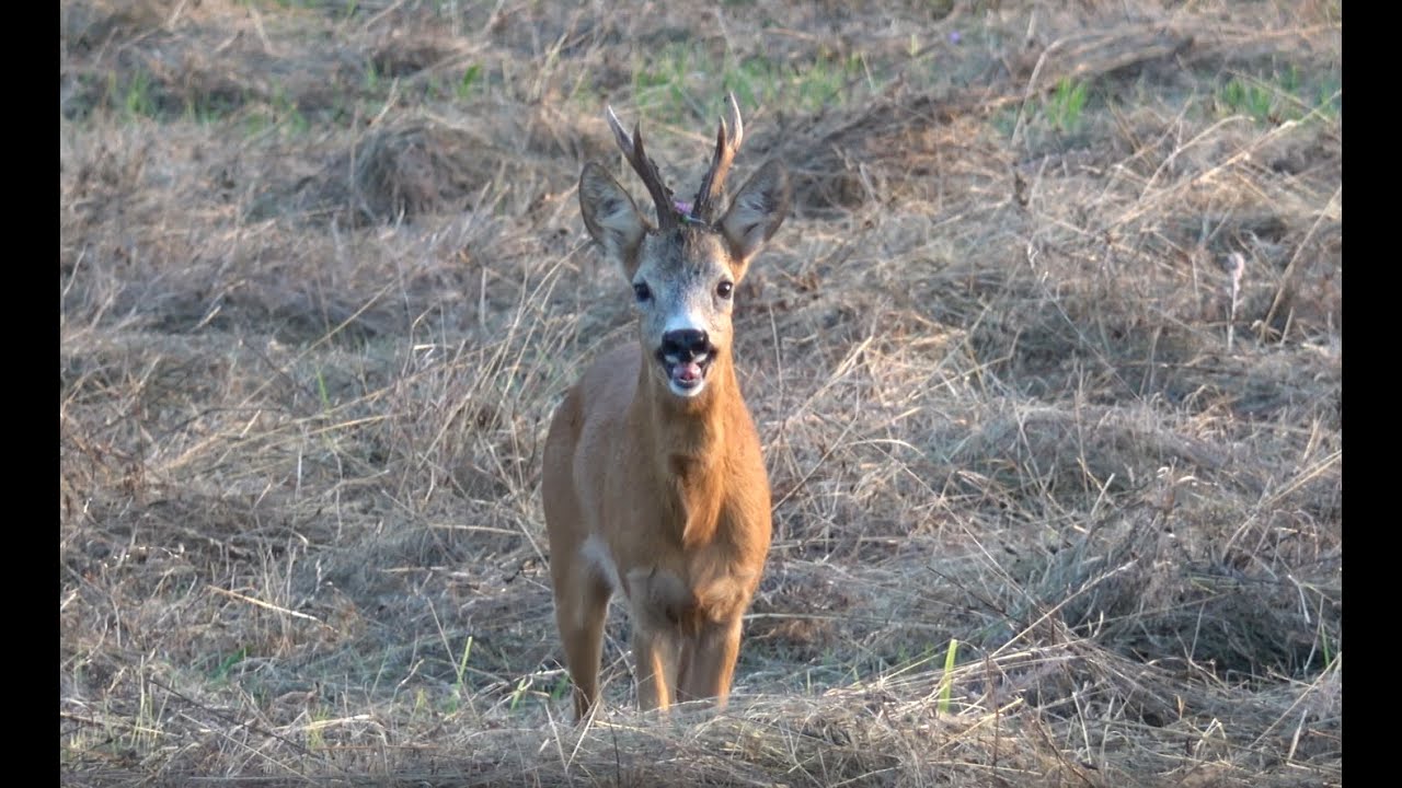 Sudecka Ostoja 32/2020. Polowanie na rogacze. Ruja 2020. Hunting roebuck in Poland.