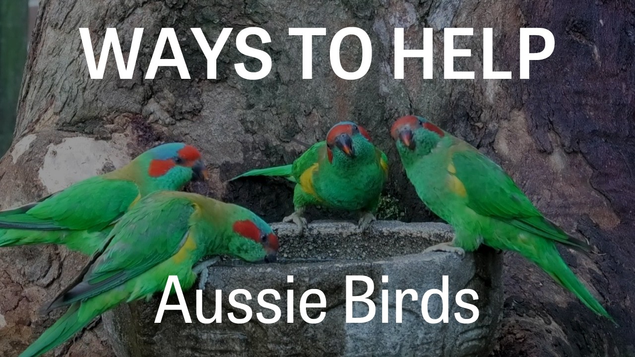Helping Aussie Birds - The Birds in Backyards Program