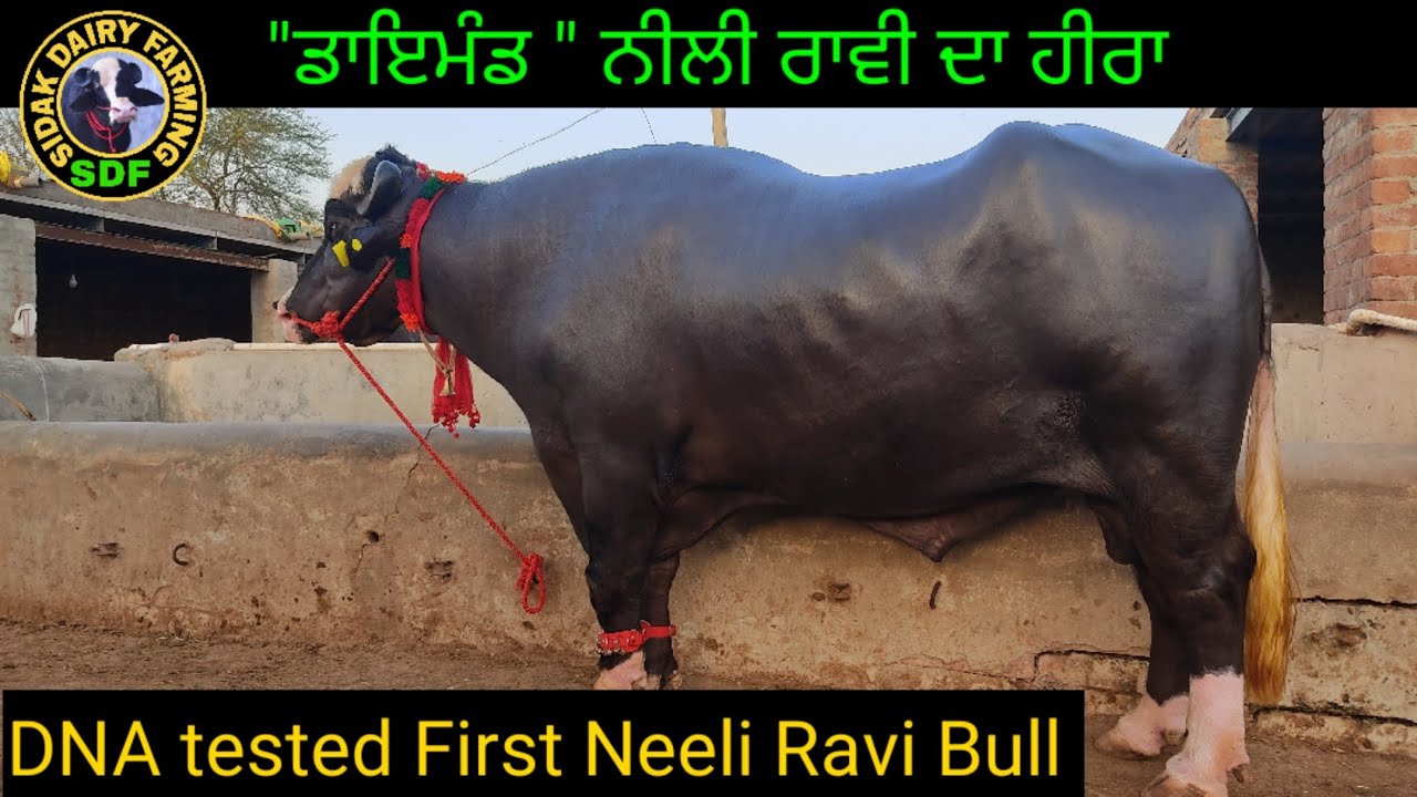Diamond of Neeli Ravi, ਦੇਖੋ ਨੀਲੀ ਰਾਵੀ ਨਸਲ ਦਾ 