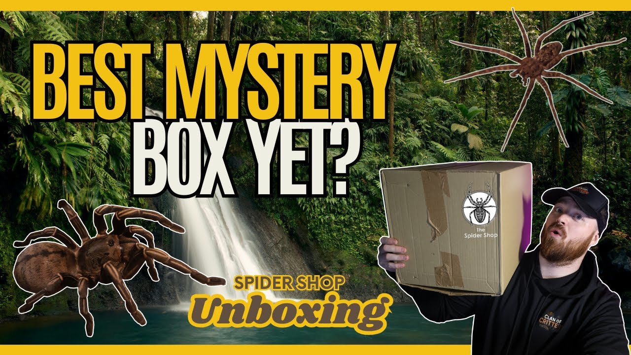 Tarantula And True Spider Mystery Box Unboxing! Spider Shop Delivery!
