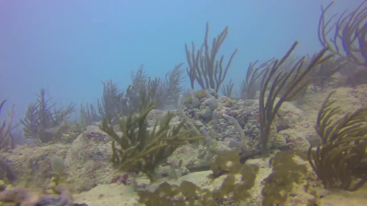Government Cut Reef Survey | Second Reef Tract - Vertical Ledge | 2014