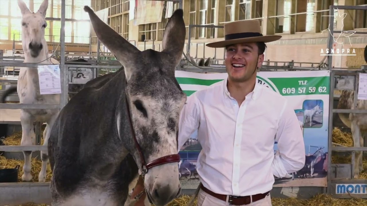 Resumen I Concurso ASNOPRA en Jerez de la Frontera (Asociación Asno de Pura Raza Andaluza)