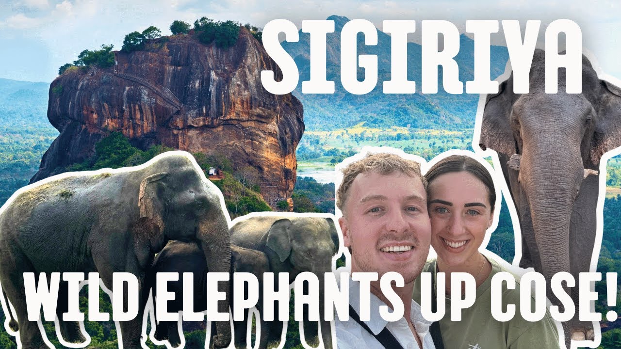 Wild Elephants & Hidden Views of Sigiriya 🐘