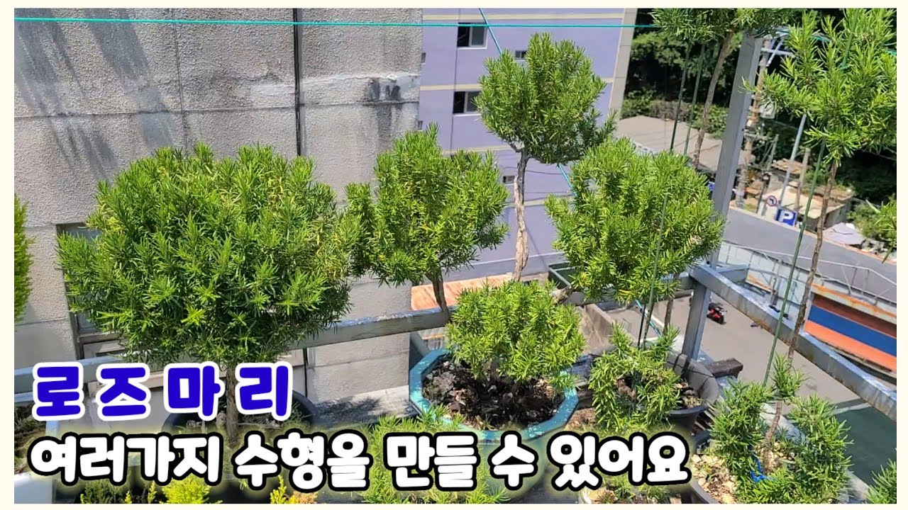 로즈마리 잘 키우기 / 로즈마리 외목대와 다양한 수형으로 키우기 /  Growing Rosemary