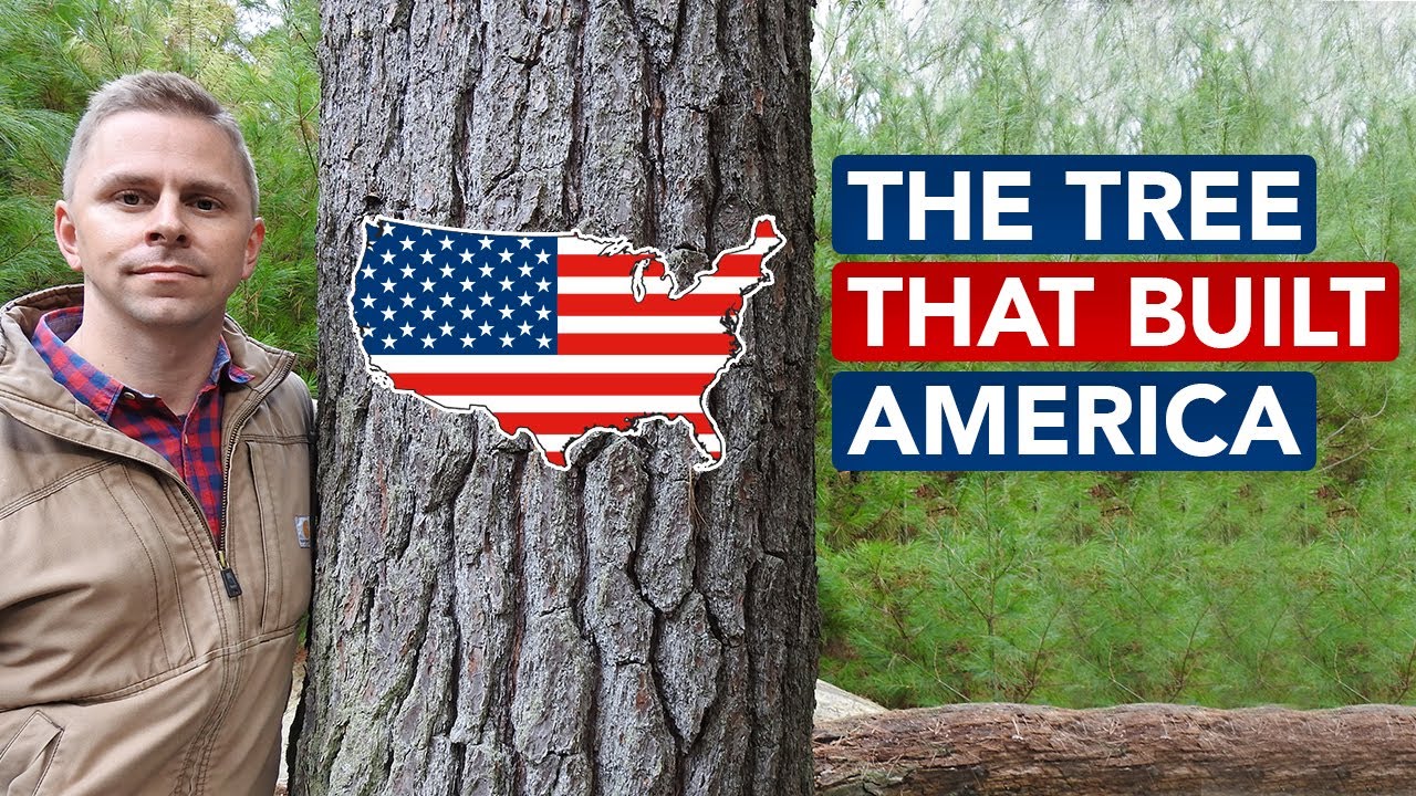 The Tree That Built America