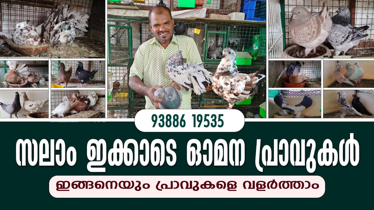 സലാം ഇക്കാടെ ഓമന പ്രാവുകൾ വിൽപ്പനക്ക് || Hakkim Pets World
