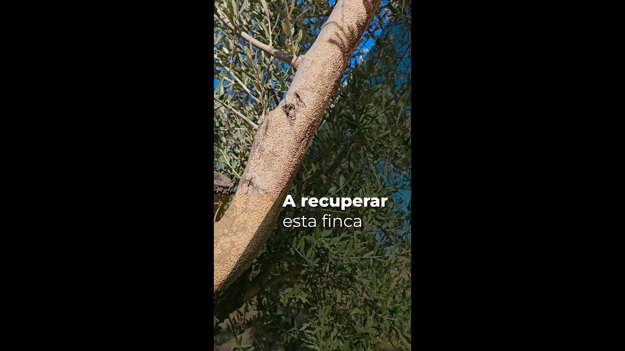 ¡A RECUPERAR ESTA FINCA! - OLIVAR