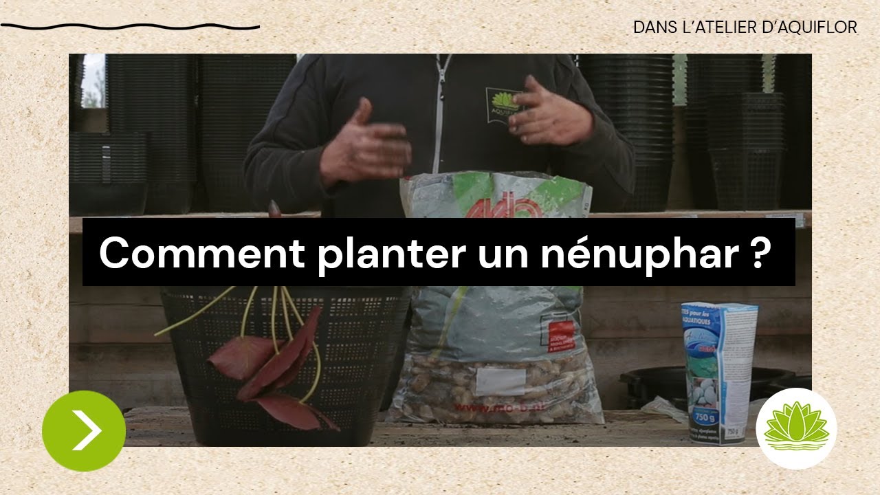 N°6 : Comment planter un nénuphar dans un étang? / Conseils de Nicolas d'Aquiflor