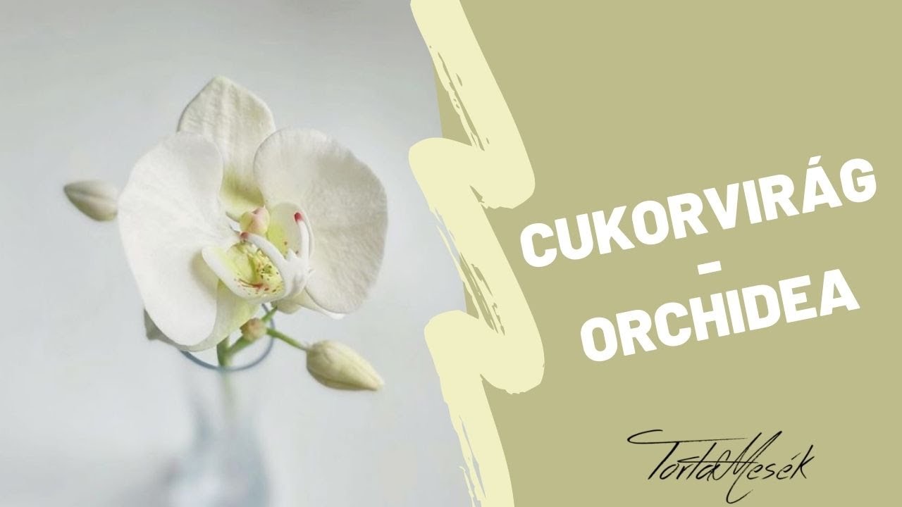 Hogyan készül? - Cukorvirág: Orchidea