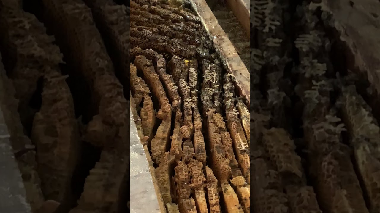 Honey bee removal from Clanfield in Oxford