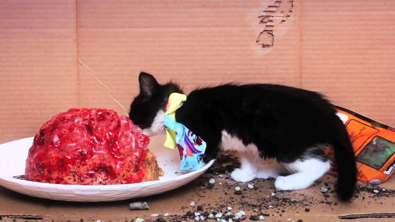 Cute Zombie Kitten Eats Brains