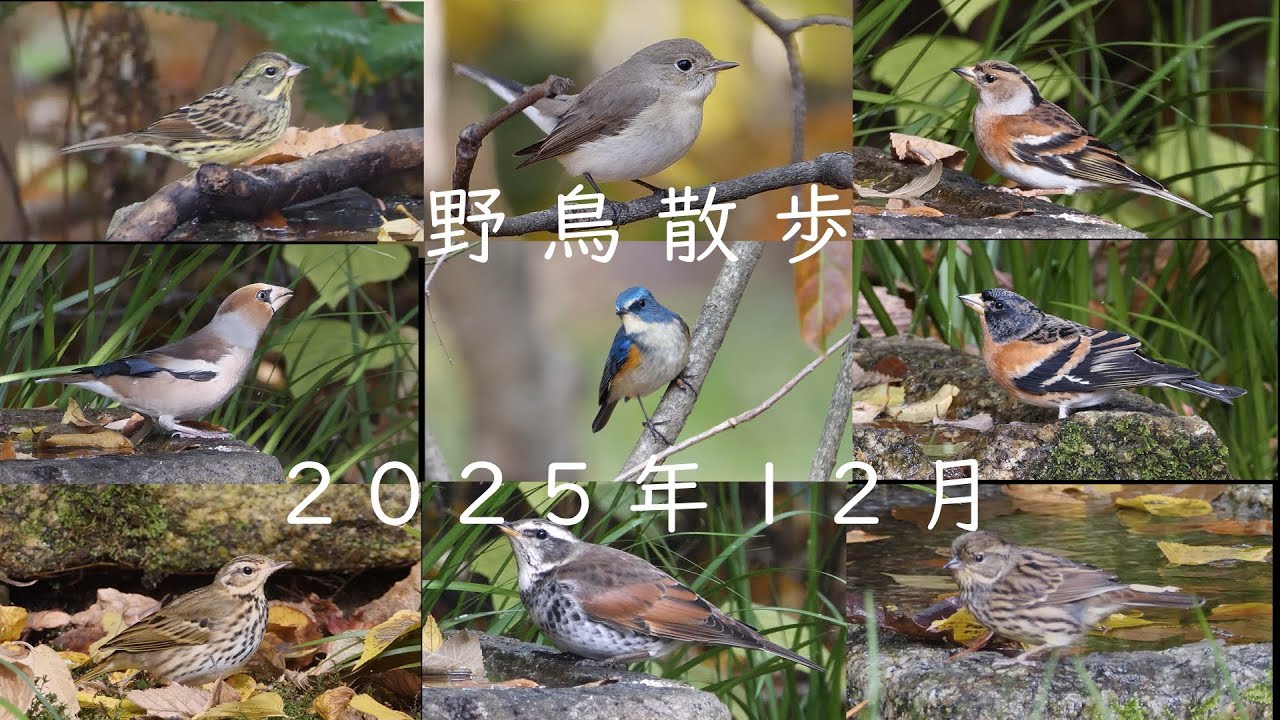 野鳥散歩　ちょっとピンボケ　2025 年12月　　京都御苑