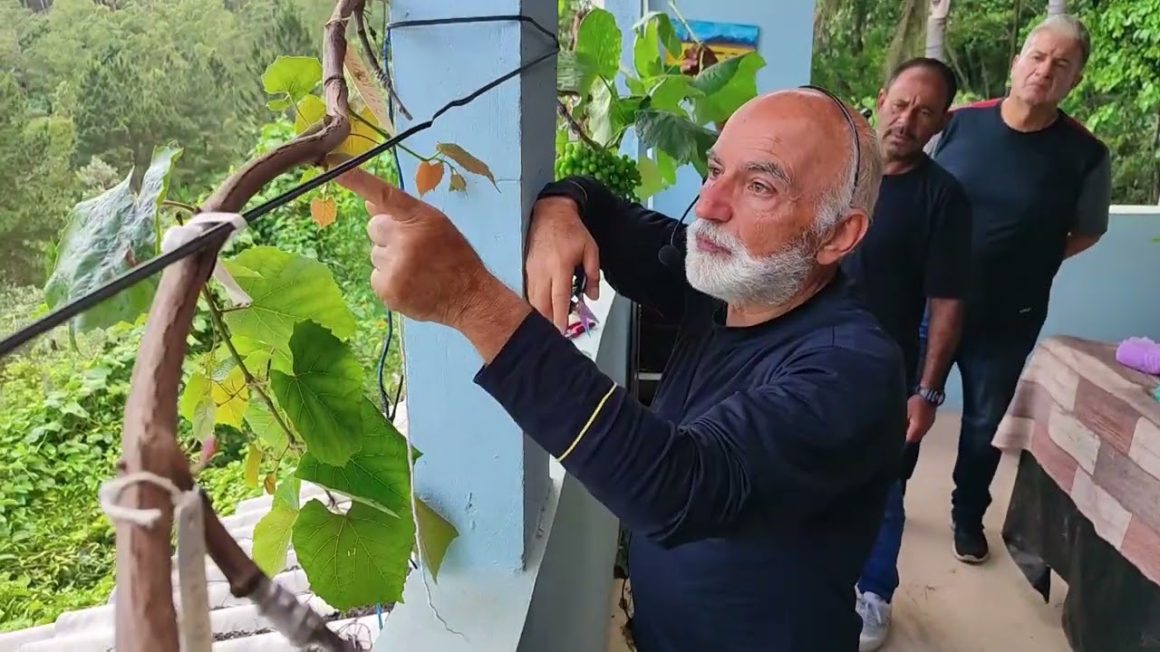 Porta Enxertos na Videira Resultados na aula de novembro com Sergio Semerdjian