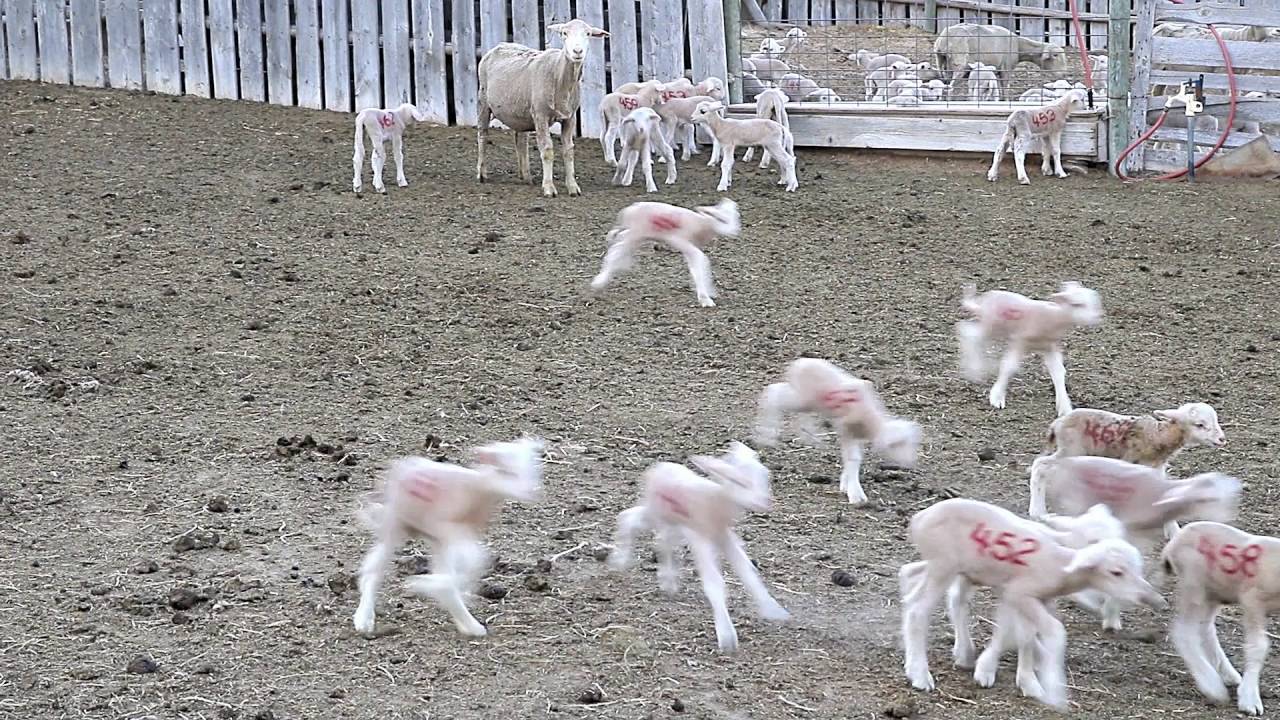 Helle Rambouillet Ranch / National Sheep Improvement Program