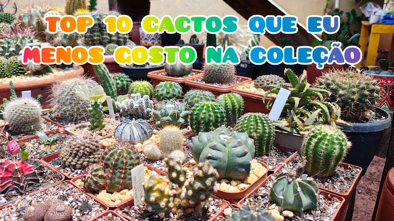 TOP 10, CACTOS QUE EU MENOS GOSTO DA COLEÇÃO 🥹