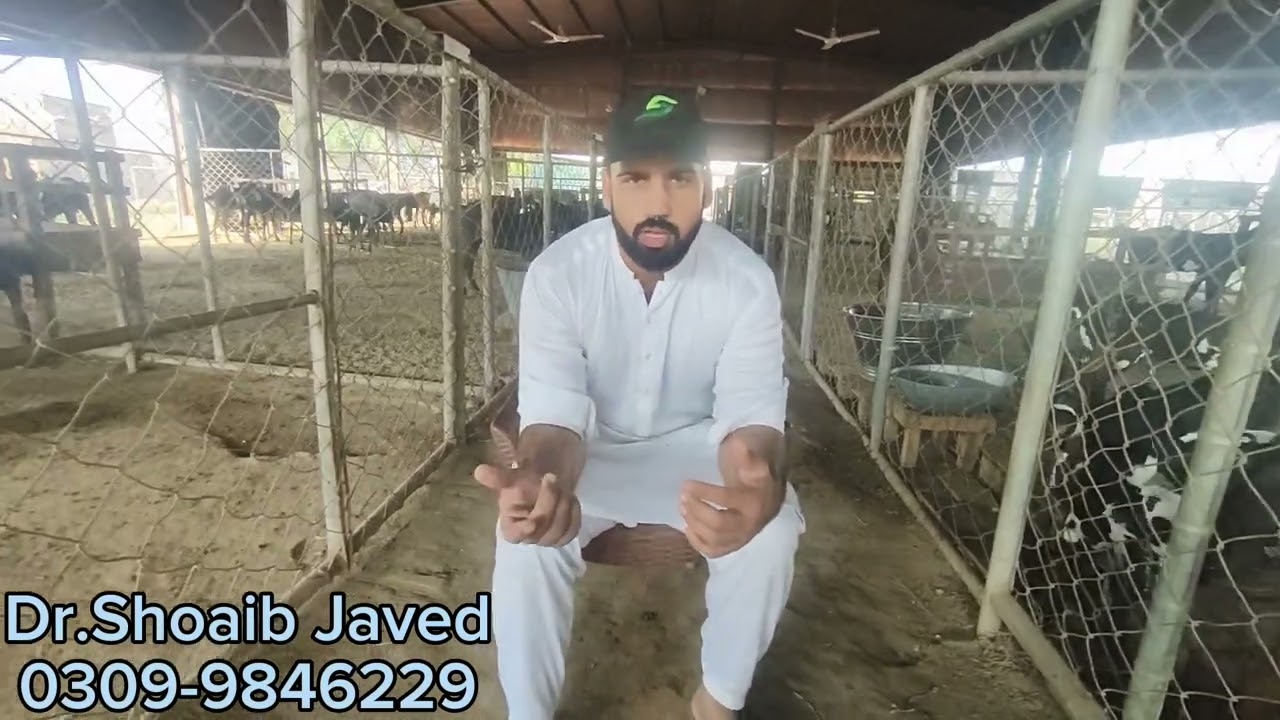 بریڈنگ سے پہلے بکرے کی مکمل تیاری ۔ بریڈر کو کیا خوراک دیں۔(@dr.shoaibjaved7 )
